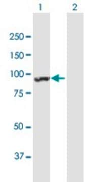 Anti-ANKRD17 antibody produced in mouse purified immunoglobulin, buffered aqueous solution