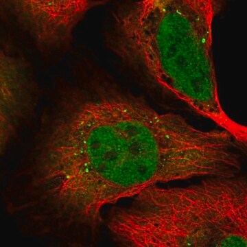 Anti-SHISA2 antibody produced in rabbit Prestige Antibodies&#174; Powered by Atlas Antibodies, affinity isolated antibody