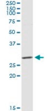 Anti-CLEC9A antibody produced in rabbit purified immunoglobulin, buffered aqueous solution