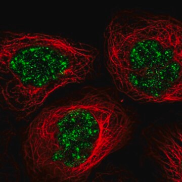 Anti-C11orf84 antibody produced in rabbit Prestige Antibodies&#174; Powered by Atlas Antibodies, affinity isolated antibody