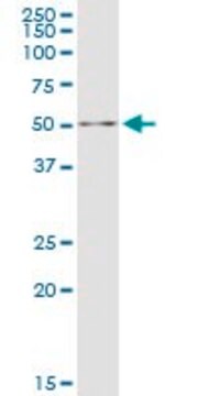 Anti-DALRD3 antibody produced in mouse purified immunoglobulin, buffered aqueous solution