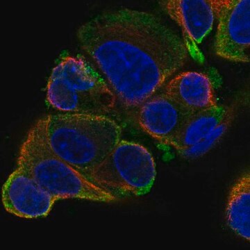 Anti-Slc26A6 Antibody Produced In Rabbit Prestige Antibodies&#174; Powered by Atlas Antibodies, affinity isolated antibody, buffered aqueous glycerol solution