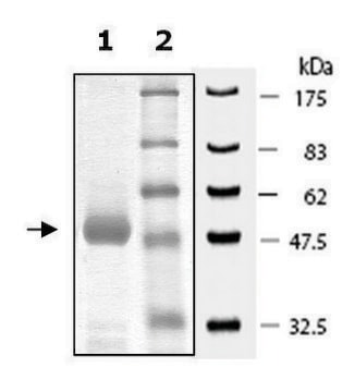 PLK1 Polo Box Domain active human recombinant, expressed in E. coli, &#8805;90% (SDS-PAGE)