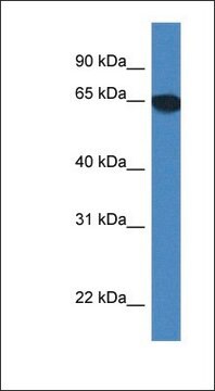 Anti-SCARA3 antibody produced in rabbit affinity isolated antibody