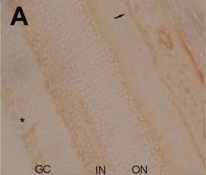 Anti-Na+K+ ATPase &#945;-2 Antibody serum, Upstate&#174;