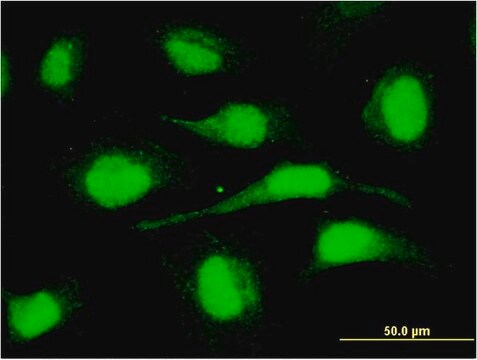 Monoclonal Anti-ORC6L antibody produced in mouse clone 3C4, purified immunoglobulin, buffered aqueous solution