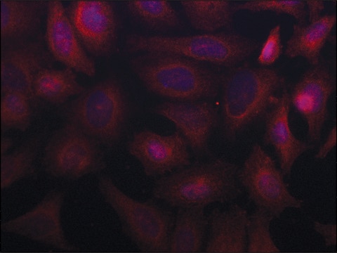 Anti-SORBS2 (C-terminal) antibody produced in rabbit ~1.5&#160;mg/mL, affinity isolated antibody, buffered aqueous solution