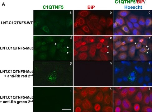 Anti-GRP78/BiP (GL-19) antibody produced in rabbit IgG fraction of antiserum, buffered aqueous solution