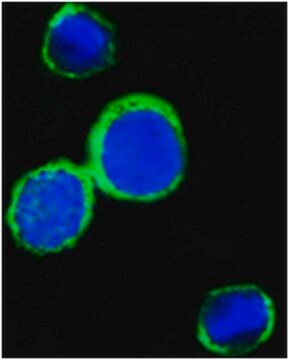 Anti-REG1A, clone 1A4 Antibody ascites fluid, clone 1A4, from rabbit