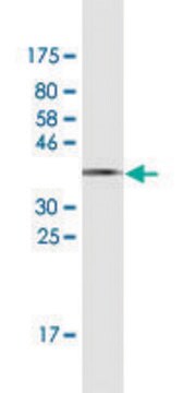 Monoclonal Anti-RPS19 antibody produced in mouse clone 3C6, ascites fluid