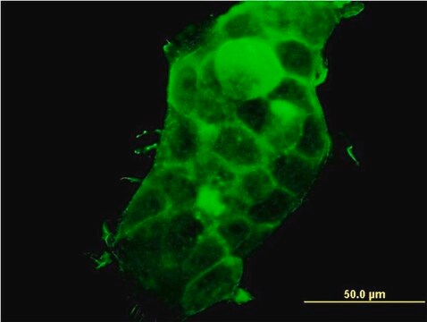 Monoclonal Anti-PDLIM5 antibody produced in mouse clone 3E11-F6, purified immunoglobulin, buffered aqueous solution