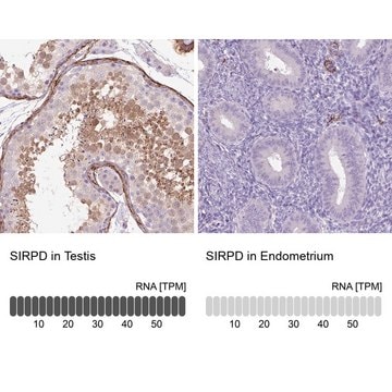 Anti-SIRPD antibody produced in rabbit Prestige Antibodies&#174; Powered by Atlas Antibodies, affinity isolated antibody, buffered aqueous glycerol solution