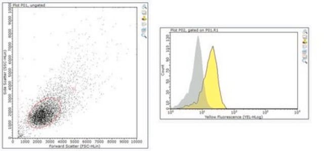 Anti-CSB (ERCC6) Antibody, clone ICSB-3H8 clone 1CSB-3H8, from mouse