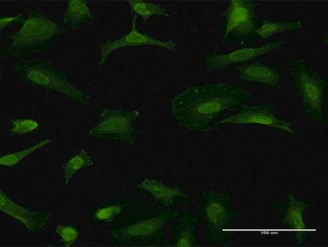 Monoclonal Anti-GFRA1 antibody produced in mouse clone 4D8, purified immunoglobulin, buffered aqueous solution