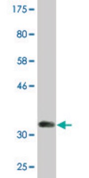 Monoclonal Anti-DHRS2, (C-terminal) antibody produced in mouse clone 1F10, purified immunoglobulin, buffered aqueous solution