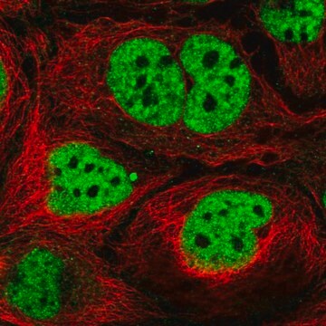 Anti-N4BP2L2 antibody produced in rabbit Prestige Antibodies&#174; Powered by Atlas Antibodies, affinity isolated antibody