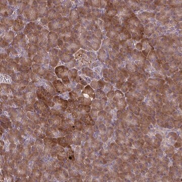 Anti-OXNAD1 antibody produced in rabbit Prestige Antibodies&#174; Powered by Atlas Antibodies, affinity isolated antibody, buffered aqueous glycerol solution