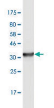 Monoclonal Anti-LEPRE1, (N-terminal) antibody produced in mouse clone 3A4, purified immunoglobulin, buffered aqueous solution