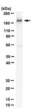 Anti-NMDAR2B Antibody, C-term Antibody, clone 1C6.5C4