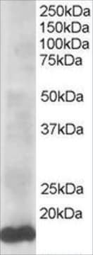 Anti-UBE2L3 antibody produced in goat affinity isolated antibody, buffered aqueous solution