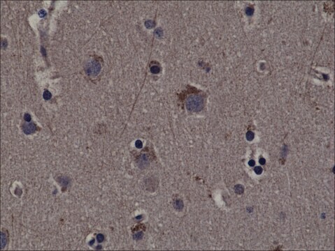 Anti-Phospho-RSK1 (Thr359/ser363) antibody, Rabbit monoclonal recombinant, expressed in HEK 293 cells, clone RM233, purified immunoglobulin