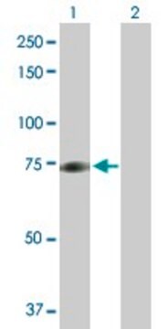 Anti-MYST2 antibody produced in rabbit purified immunoglobulin, buffered aqueous solution