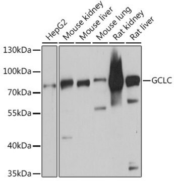 Anti-GCLC antibody produced in rabbit