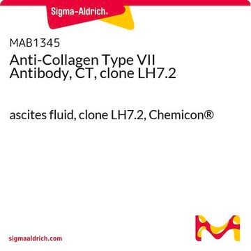 Anticorps anti-collagène de type&nbsp;VII, CT, clone&nbsp;LH7.2 ascites fluid, clone LH7.2, Chemicon&#174;