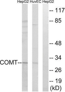 Anti-COMT antibody produced in rabbit affinity isolated antibody