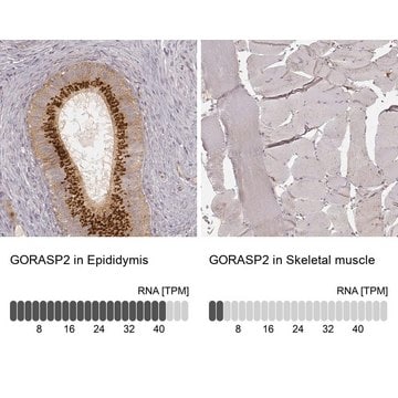 Monoclonal Anti-GORASP2 antibody produced in mouse Prestige Antibodies&#174; Powered by Atlas Antibodies, clone CL2610, purified immunoglobulin, buffered aqueous glycerol solution