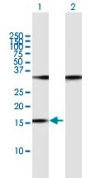 Anti-POP7 antibody produced in mouse purified immunoglobulin, buffered aqueous solution