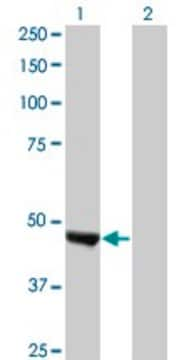 Monoclonal Anti-KIAA0261 antibody produced in mouse clone 2B3, purified immunoglobulin, buffered aqueous solution