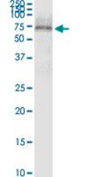 Monoclonal Anti-SCTR antibody produced in mouse clone 3H1, purified immunoglobulin, buffered aqueous solution