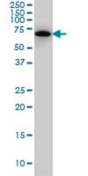 Monoclonal Anti-SWAP70 antibody produced in mouse clone 3H8, ascites fluid