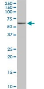 Anti-BTNL3 antibody produced in mouse purified immunoglobulin, buffered aqueous solution