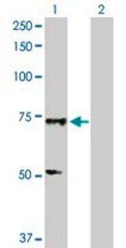 Anti-SOX13 antibody produced in rabbit purified immunoglobulin, buffered aqueous solution