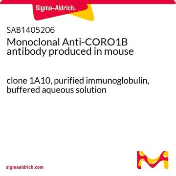 Monoclonal Anti-CORO1B antibody produced in mouse clone 1A10, purified immunoglobulin, buffered aqueous solution