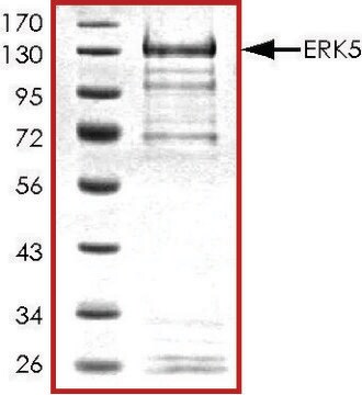 ERK5, active, GST tagged human PRECISIO&#174; Kinase, recombinant, expressed in baculovirus infected Sf9 cells, &#8805;70% (SDS-PAGE), buffered aqueous glycerol solution