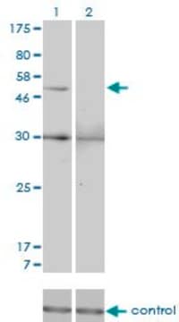 Monoclonal Anti-MMP13 antibody produced in mouse clone 3B11, purified immunoglobulin, buffered aqueous solution