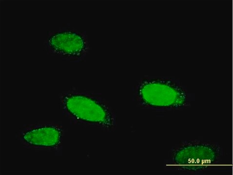 Monoclonal Anti-TCFL5 antibody produced in mouse clone 1F2, purified immunoglobulin, buffered aqueous solution