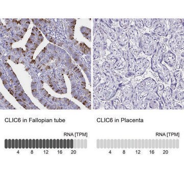 Anti-CLIC6 antibody produced in rabbit Prestige Antibodies&#174; Powered by Atlas Antibodies, affinity isolated antibody, buffered aqueous glycerol solution