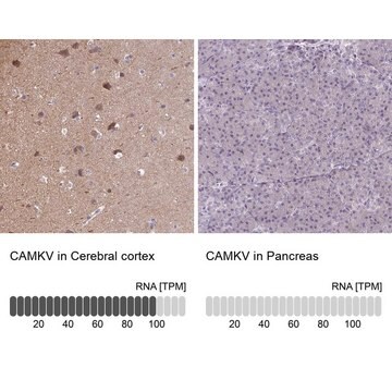 Anti-CAMKV antibody produced in rabbit Prestige Antibodies&#174; Powered by Atlas Antibodies, affinity isolated antibody, buffered aqueous glycerol solution