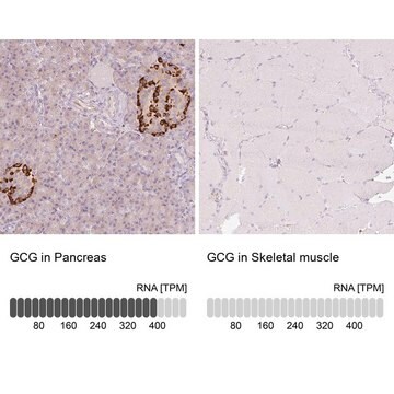 Anti-GCG antibody produced in rabbit Prestige Antibodies&#174; Powered by Atlas Antibodies, affinity isolated antibody, buffered aqueous glycerol solution