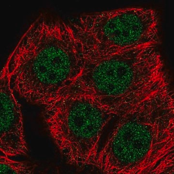 Anti-SETD1B antibody produced in rabbit Prestige Antibodies&#174; Powered by Atlas Antibodies, affinity isolated antibody