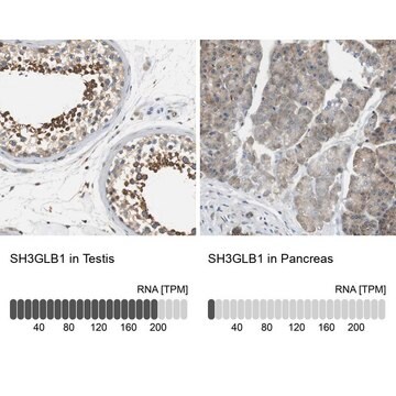 Anti-SH3GLB1 antibody produced in rabbit Prestige Antibodies&#174; Powered by Atlas Antibodies, affinity isolated antibody, buffered aqueous glycerol solution