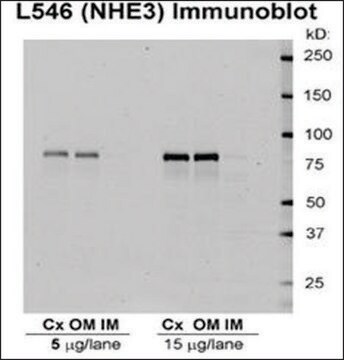 Anti-SLC9A3 antibody produced in rabbit 1&#160;mg/mL, affinity isolated antibody