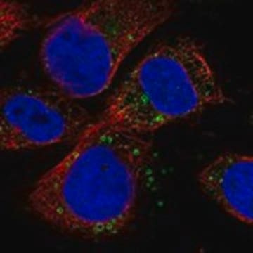 Anti-IQSEC2 antibody produced in rabbit Prestige Antibodies&#174; Powered by Atlas Antibodies, affinity isolated antibody, buffered aqueous glycerol solution