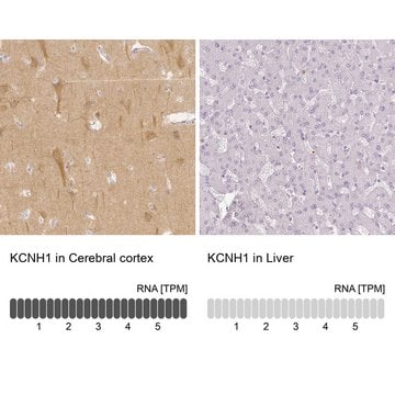 Anti-KCNH1 antibody produced in rabbit Prestige Antibodies&#174; Powered by Atlas Antibodies, affinity isolated antibody, buffered aqueous glycerol solution