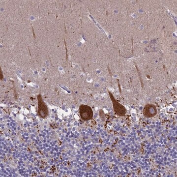 Anti-SV2C antibody produced in rabbit Prestige Antibodies&#174; Powered by Atlas Antibodies, affinity isolated antibody, buffered aqueous glycerol solution