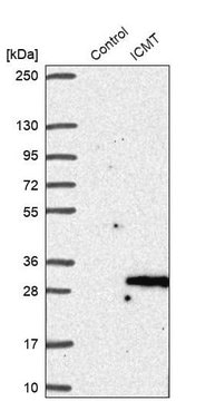 Anti-ICMT antibody produced in rabbit Prestige Antibodies&#174; Powered by Atlas Antibodies, affinity isolated antibody, buffered aqueous glycerol solution